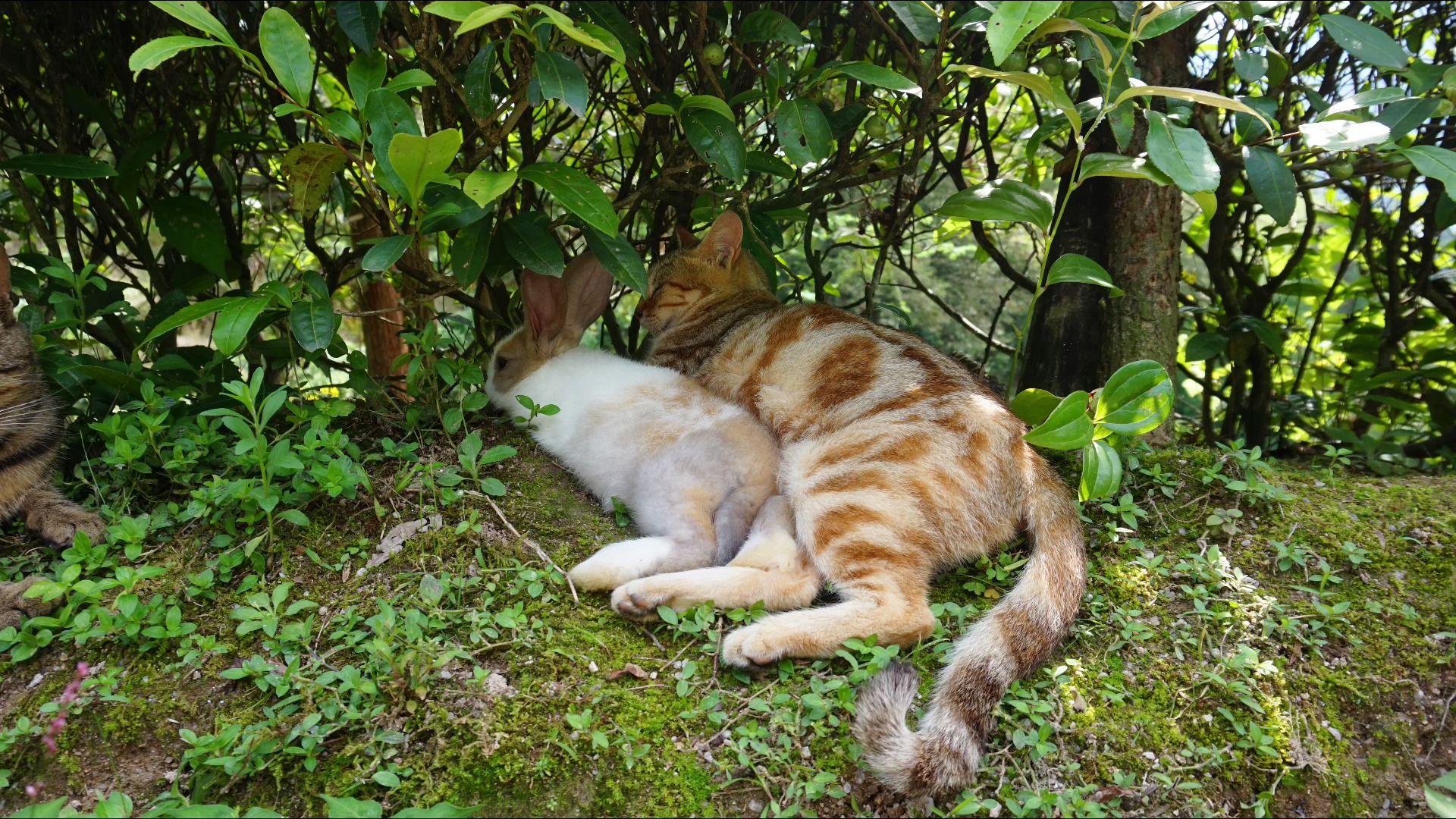雨后的夏日清新凉爽,小动物们都齐聚茶园