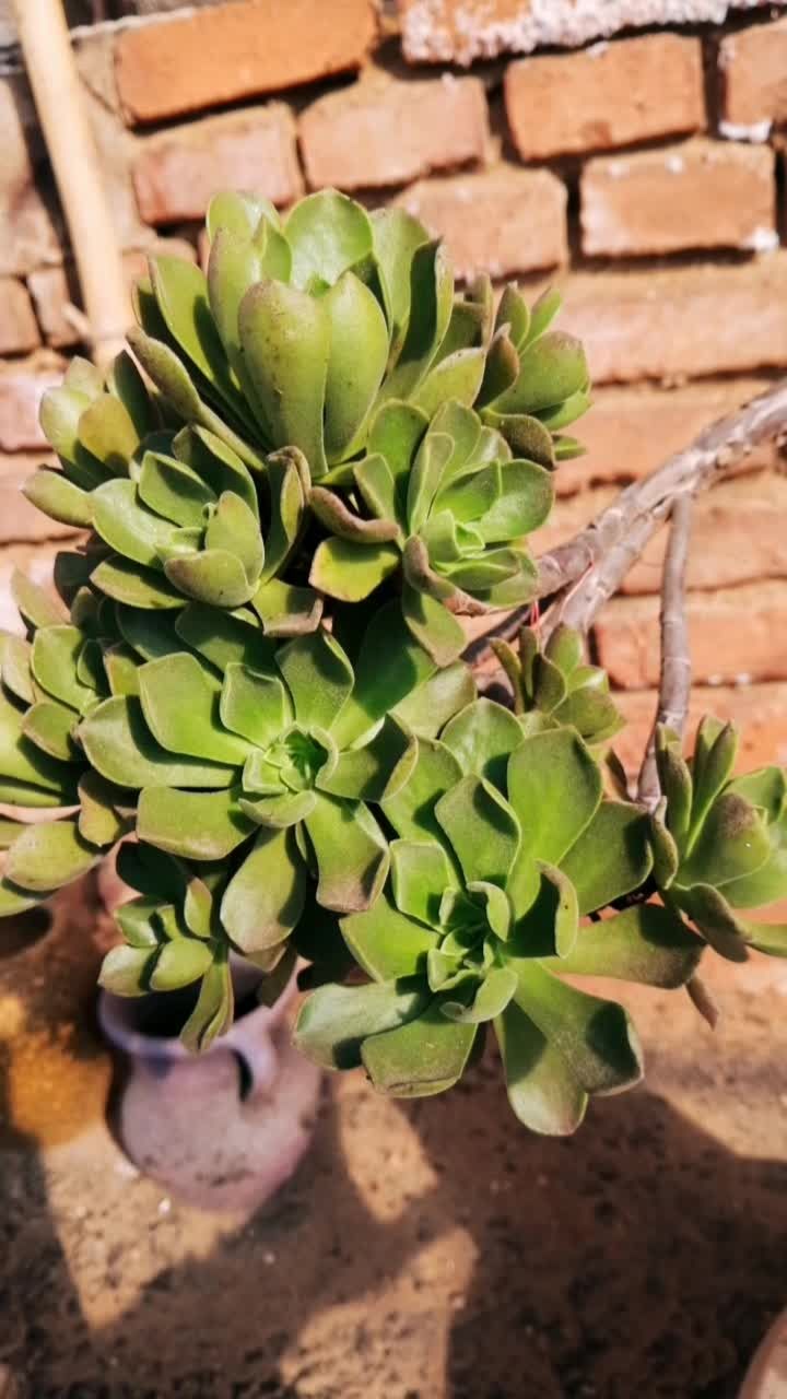 法师养出了盆景造型!