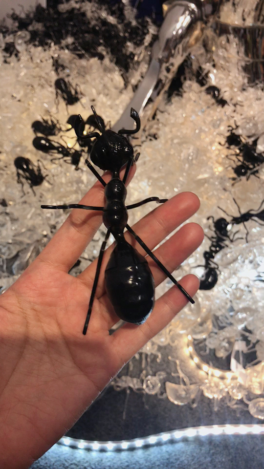 大概是我见过最多最大只的蚂蚁了!40元一只你买吗?