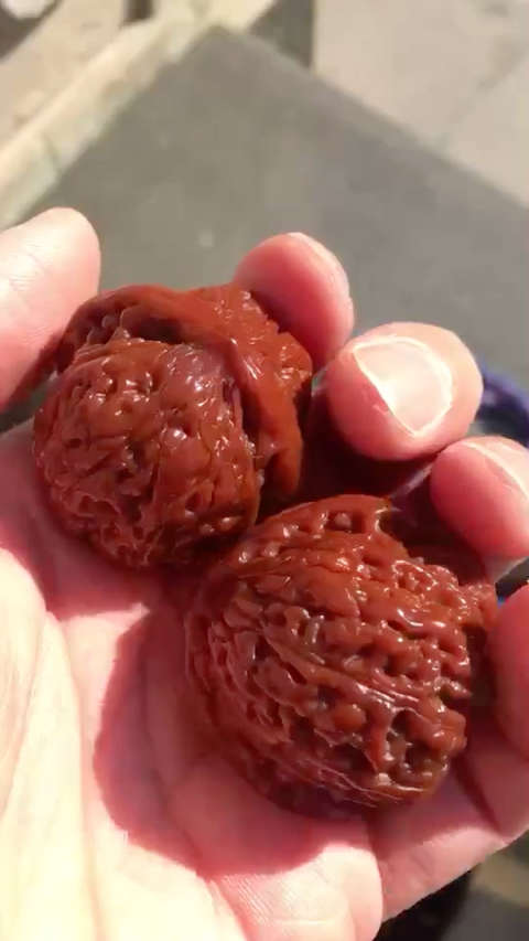 承德密纹又称红玛瑙,小型果,玩出来超级漂亮!