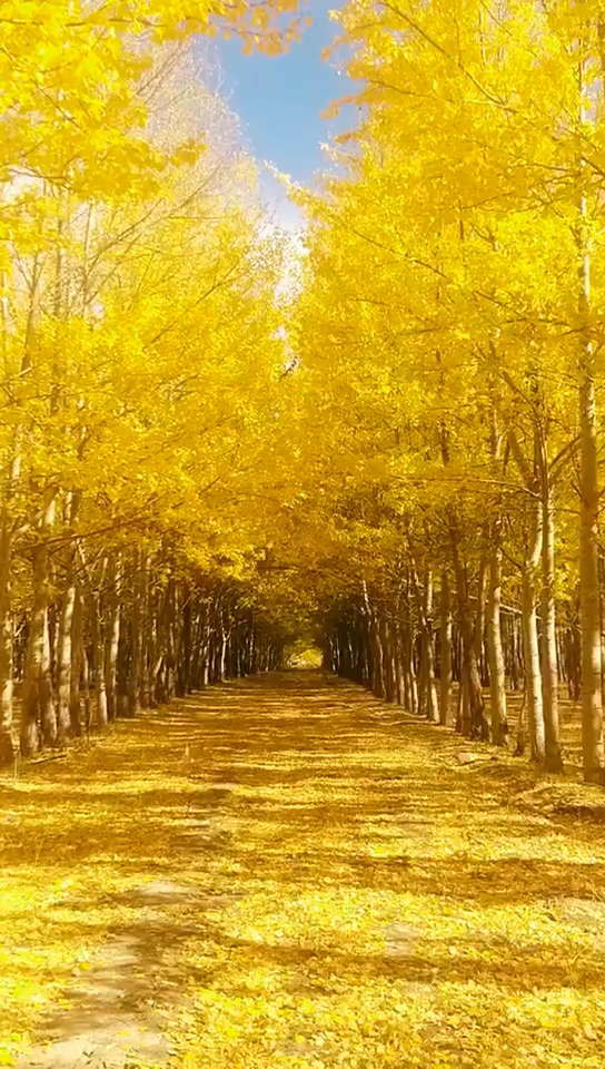 新疆博尔塔拉温泉县 黄金大道,好美