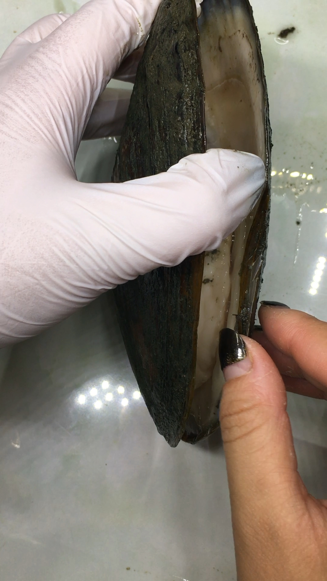 爱迪生单珠蚌记得名字哦