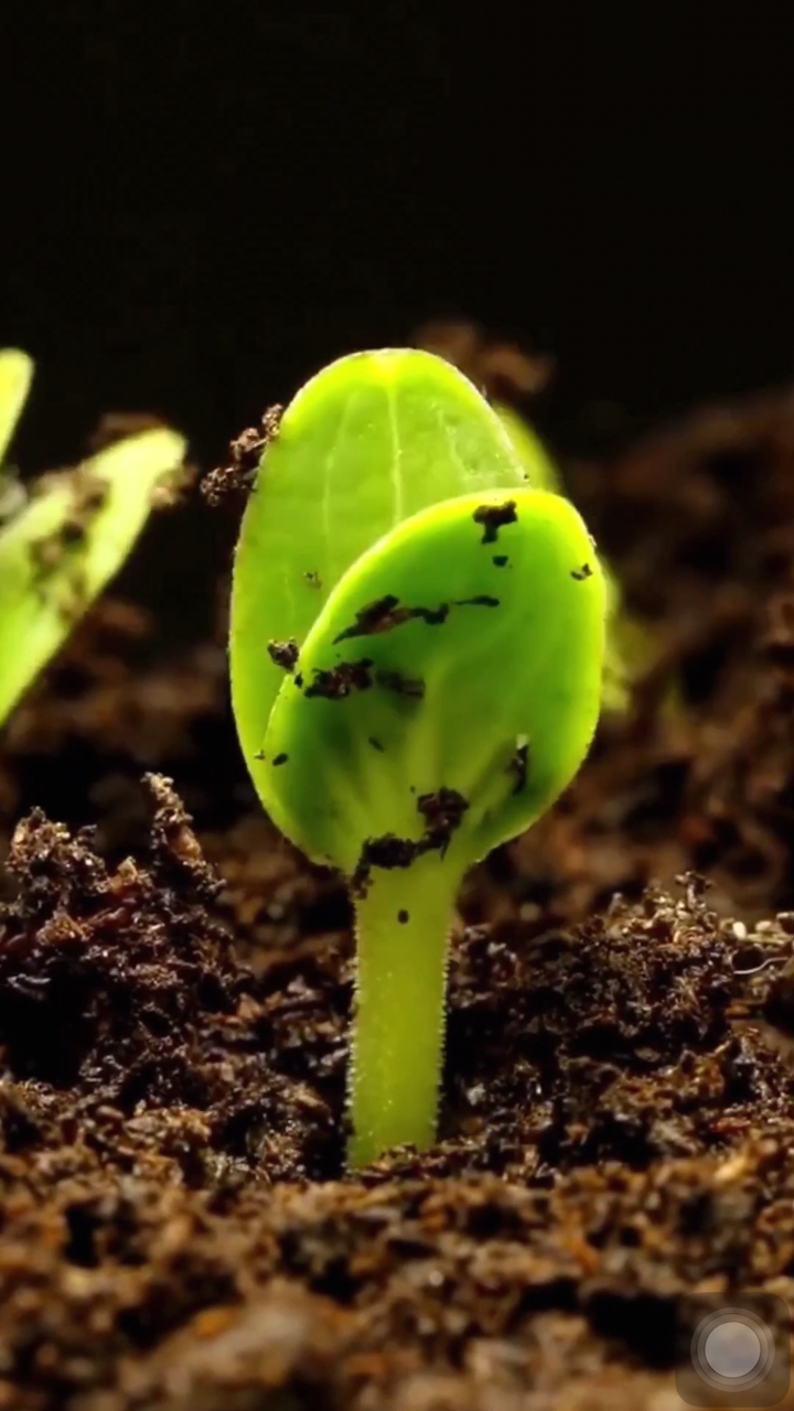 《破土而出 | 生命的力量》