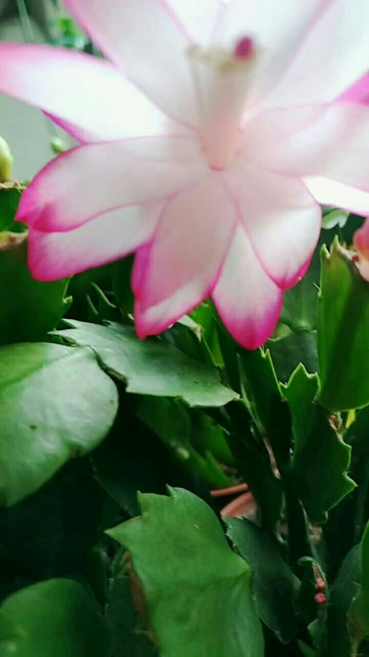 蟹爪兰"快乐舞者"开花啦