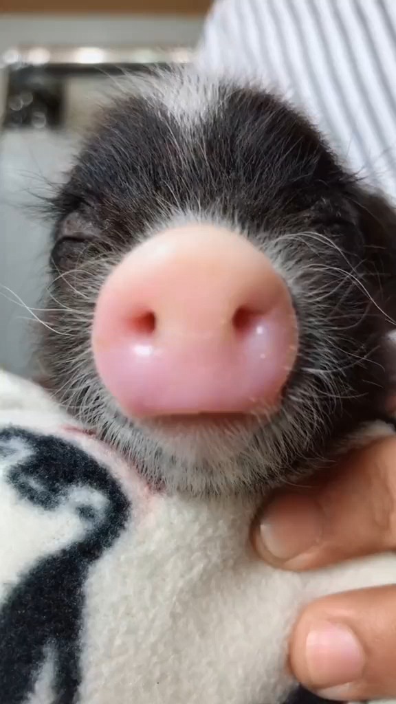 大耳朵的朋友,和猪八戒都是一家!