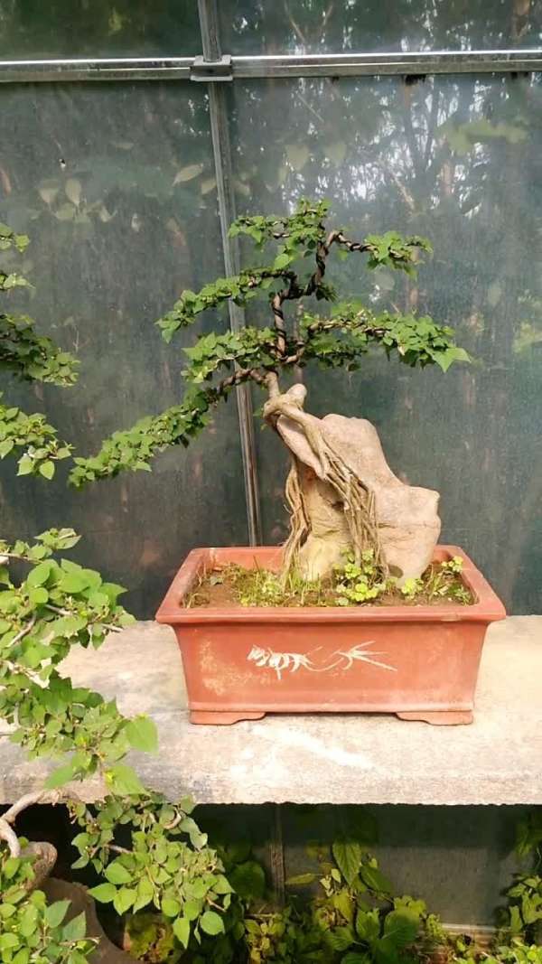 青檀盆景,特别好养,提根的喜欢的加我主页微