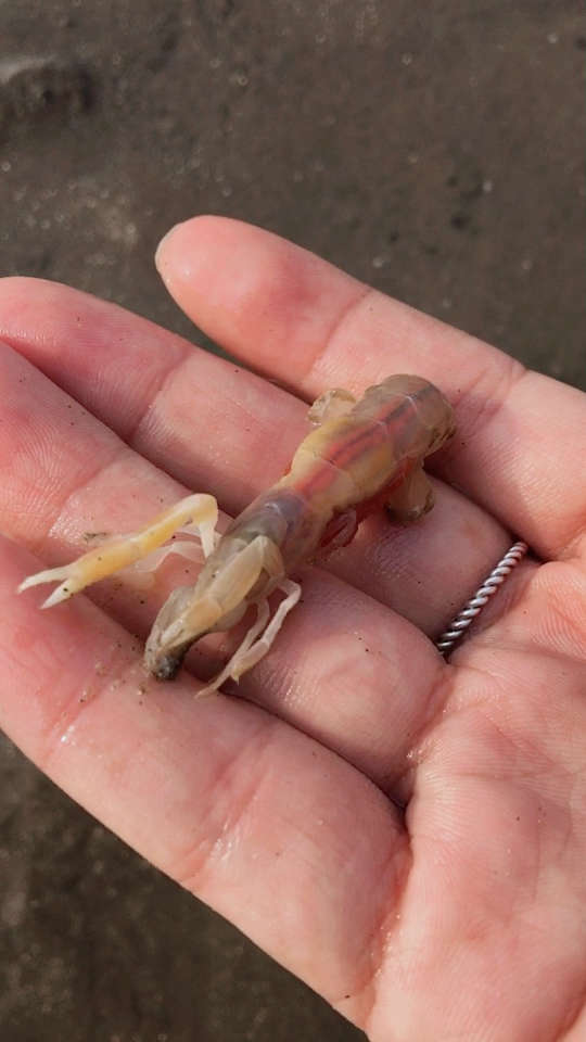 海边来抽卢沟虾,精彩大连,美丽海滨