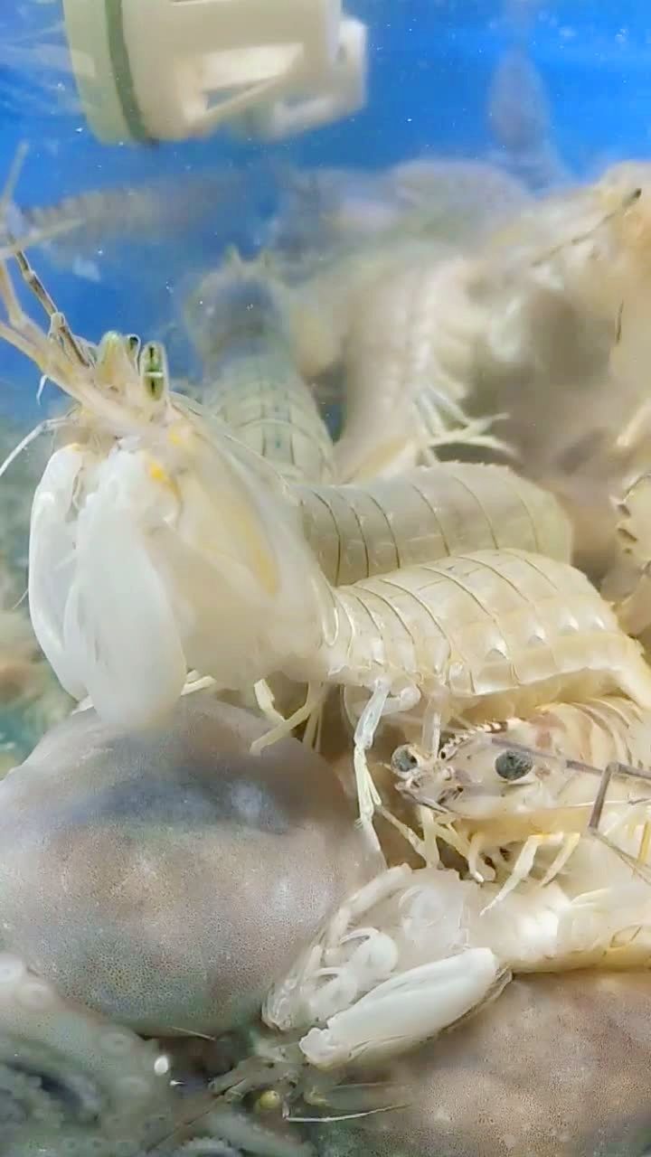 全母皮皮虾9999上市