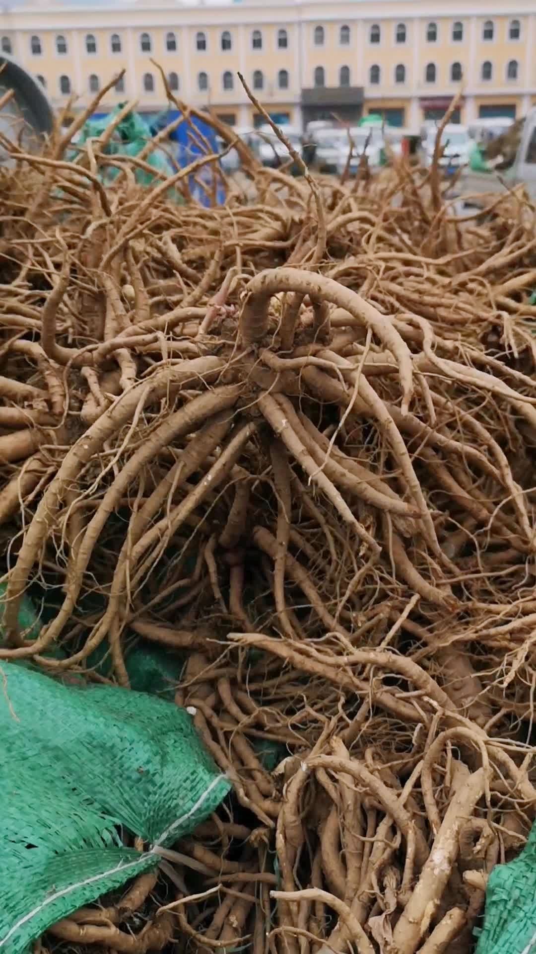 新鲜当归4.3元成交