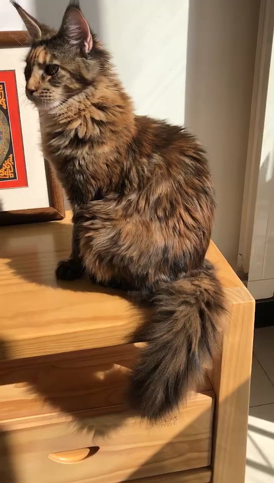 狐狸尾巴,大围脖,一米多的身长.这才刚刚五个月还是缅因猫妹妹呢!