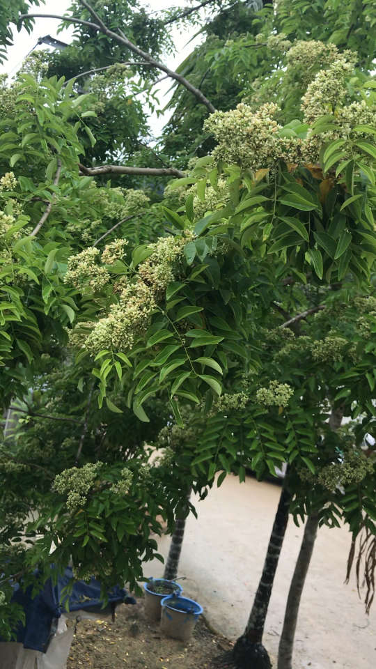 海南黄花梨之花