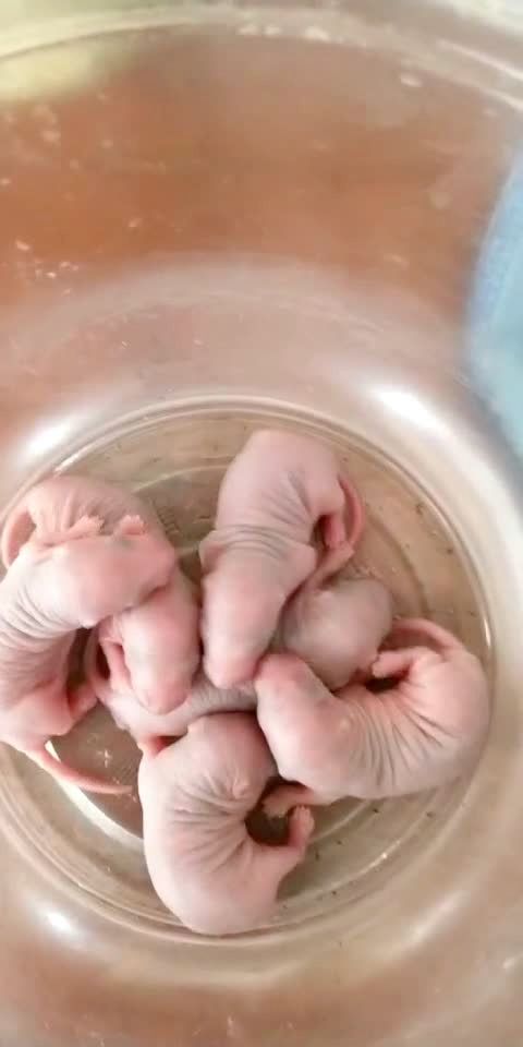 刚出生的可爱小老鼠
