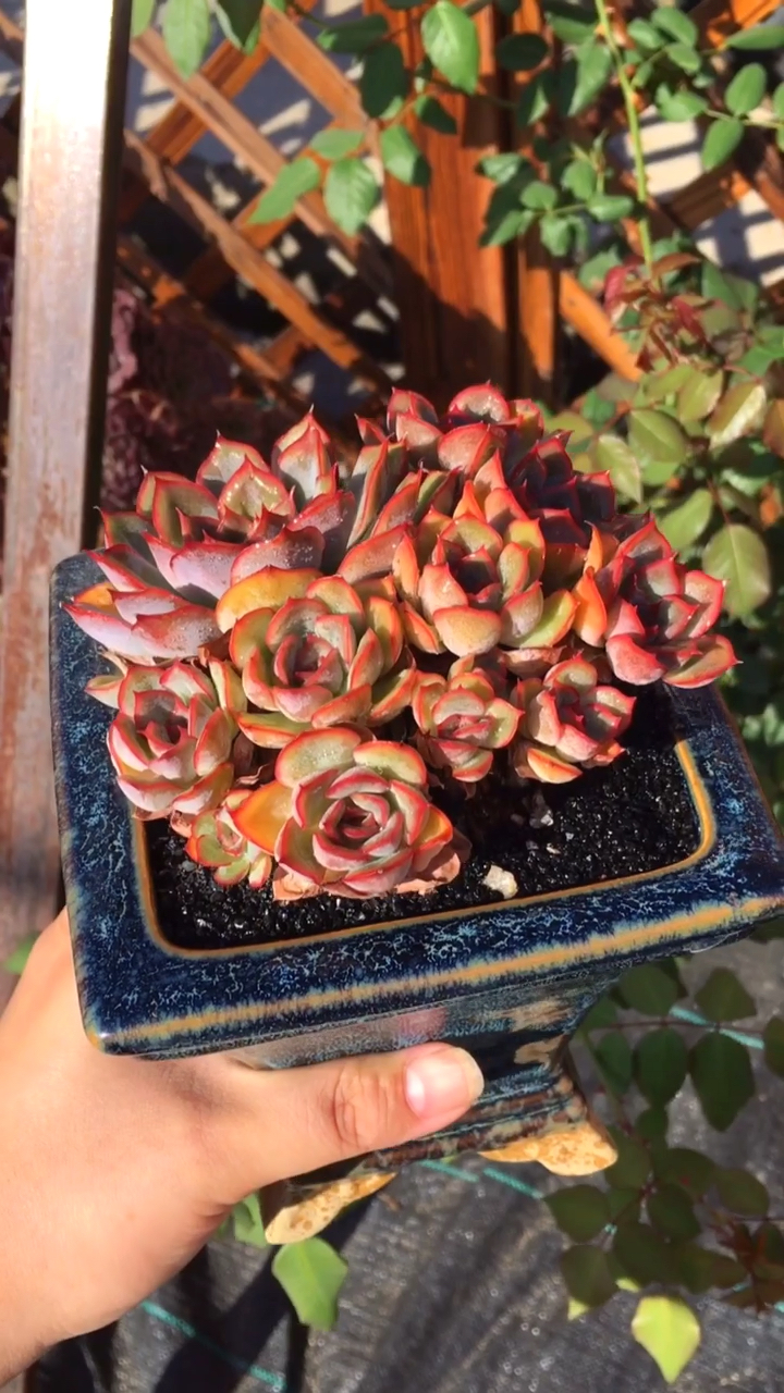 多肉植物—猎户座