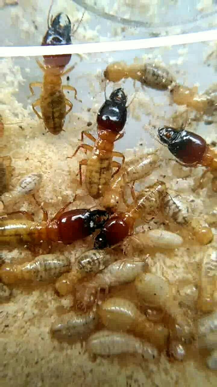 山林原白蚁-兵蚁