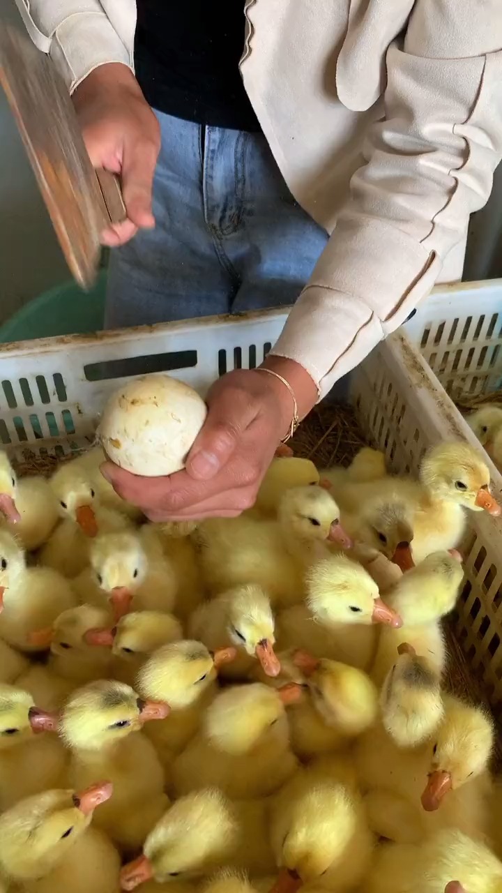 真的假的,刚刚出生的鸭子就这么大?