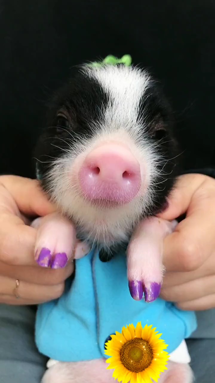 猪做美甲的表情图图片