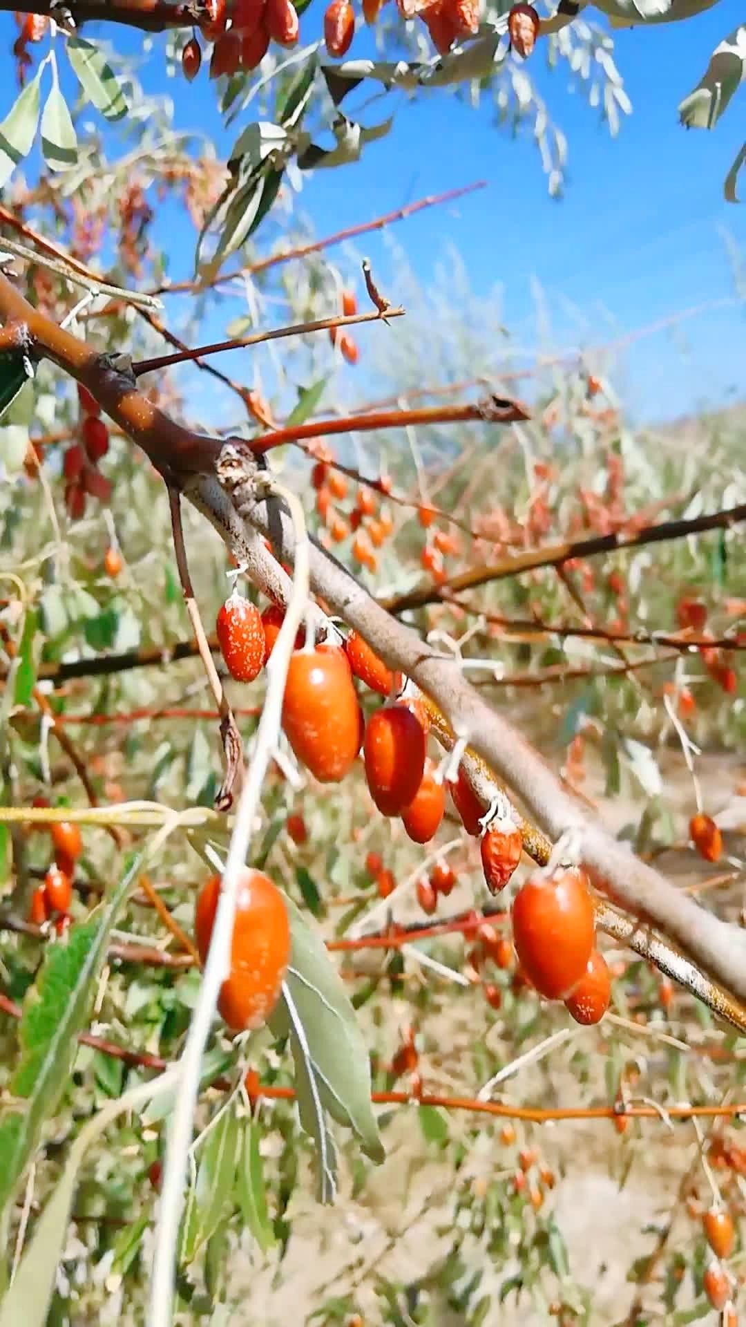 新疆的沙枣树,夏天满树的沙枣花飘香十里,秋天硕果可以裹腹.