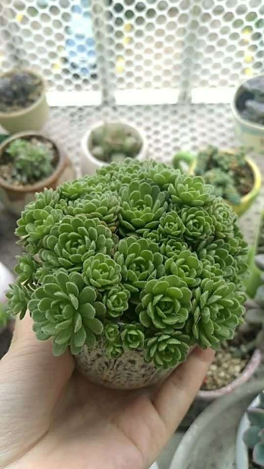 多肉――小野玫瑰