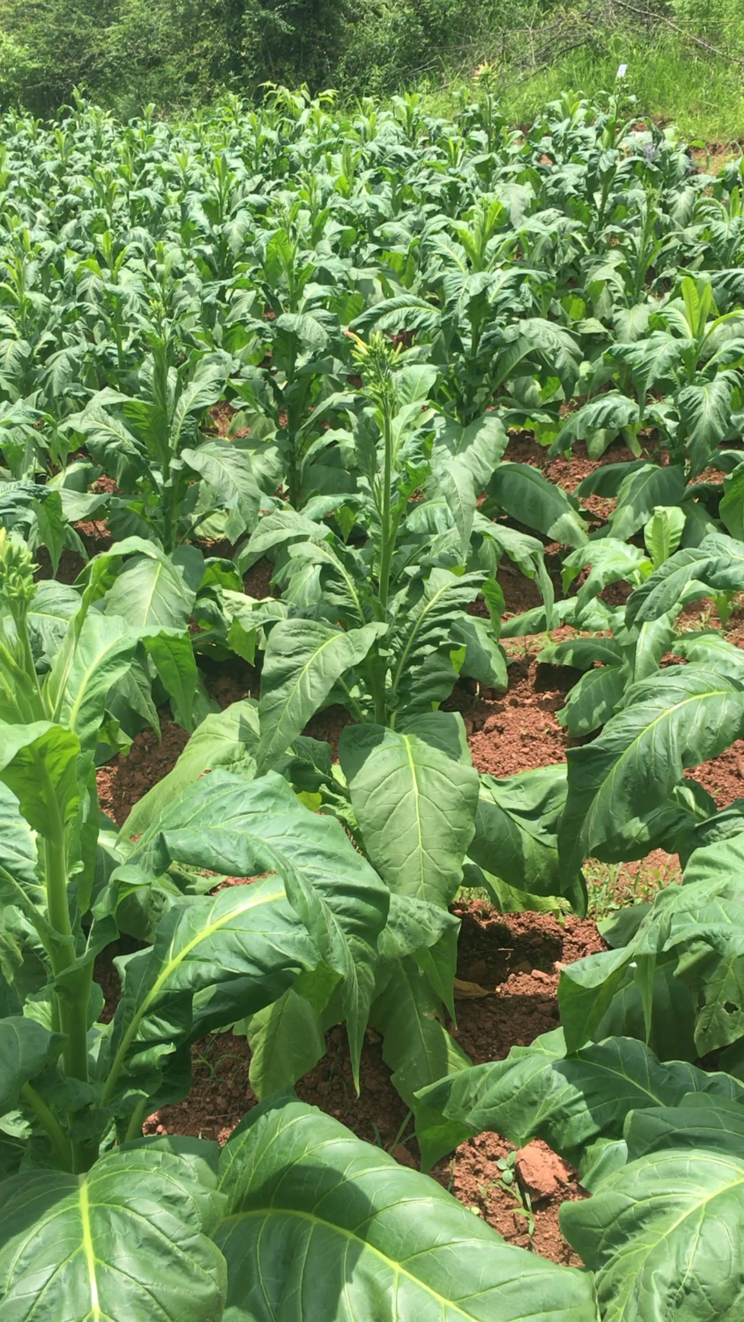 一大片的烟草.还开着花