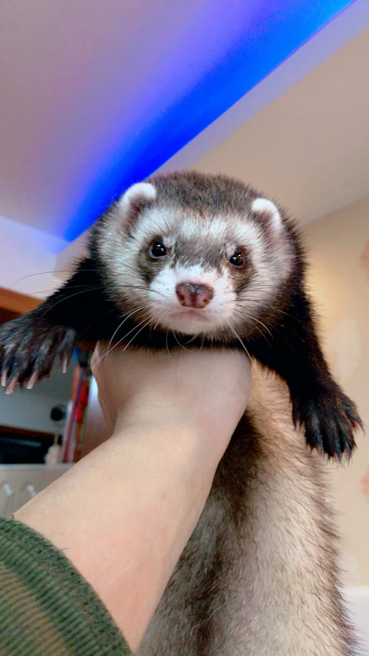 肥美的浣熊色宝宝 迪奥 单手都快拧不动了镜头感十足!