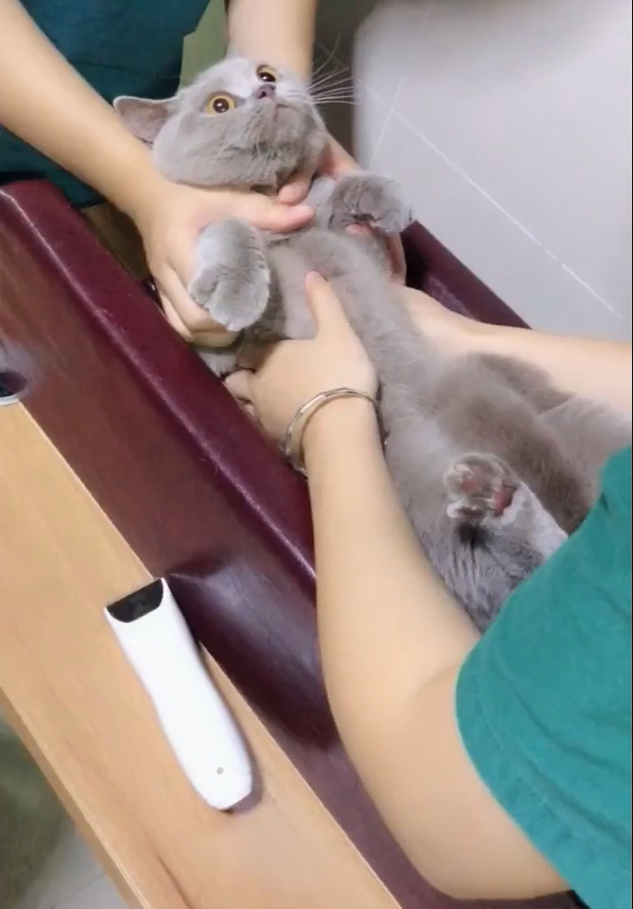 生活终于对我这只小猫咪下手了