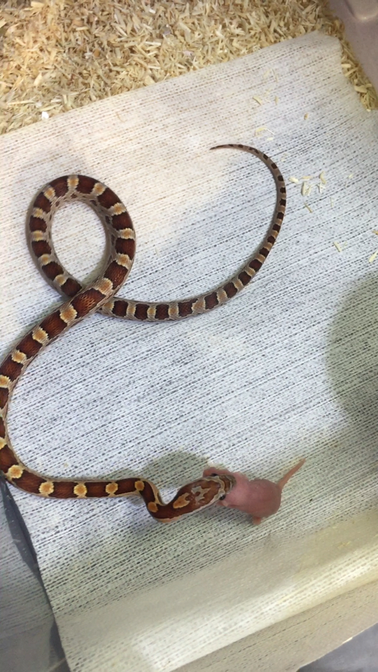 第十五次活鼠开吃