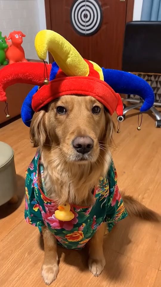 刚从马戏团回来的狗子