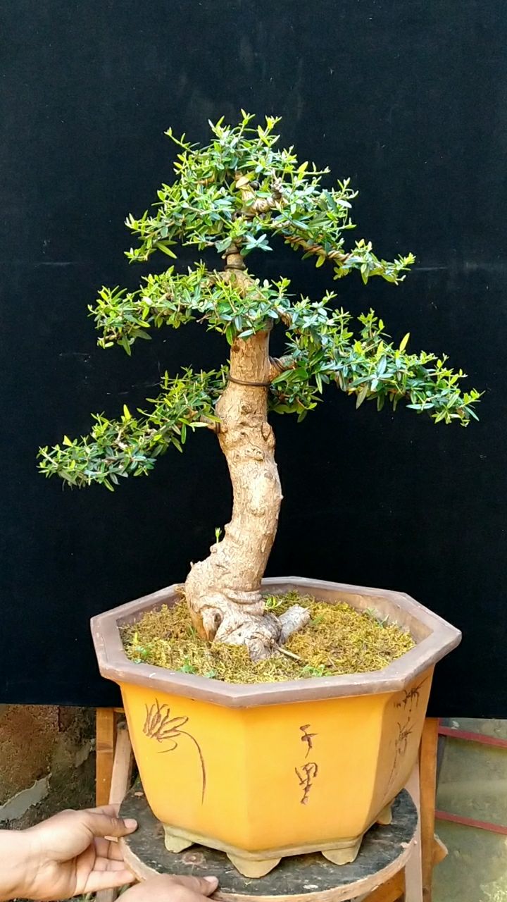 云南尖叶木樨榄盆景!