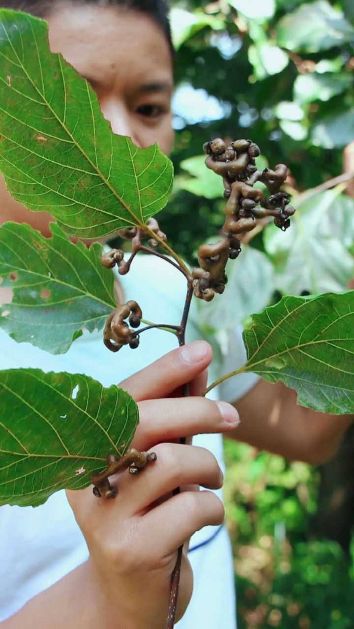 奇形怪状的的果子,我们称它叫:鸡爪子.
