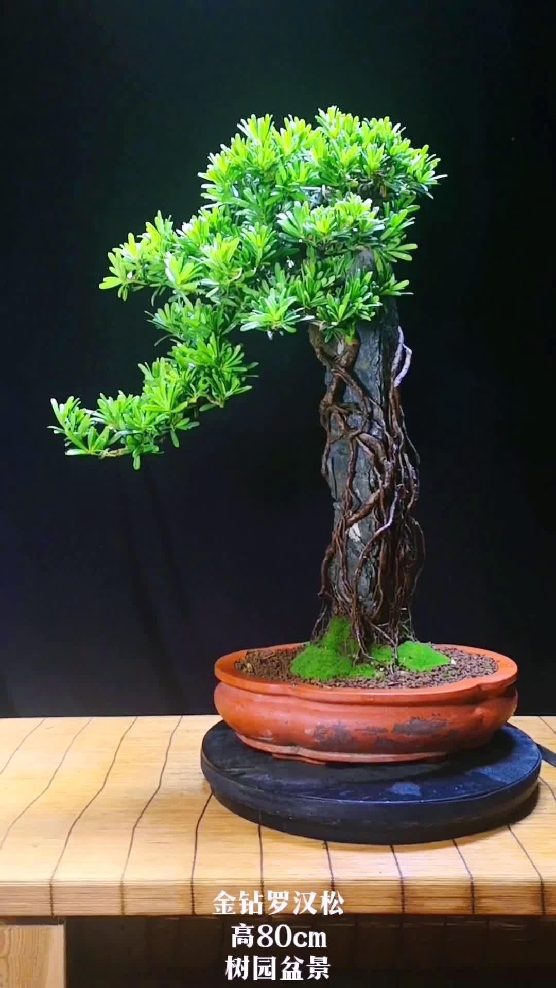 原生,金钻罗汉松,完美的附石和翠绿