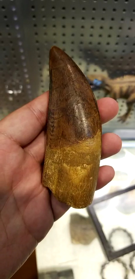 超级食肉恐龙鲨齿龙的牙齿化石,这颗牙齿属于一条12米的巨型食肉恐龙!