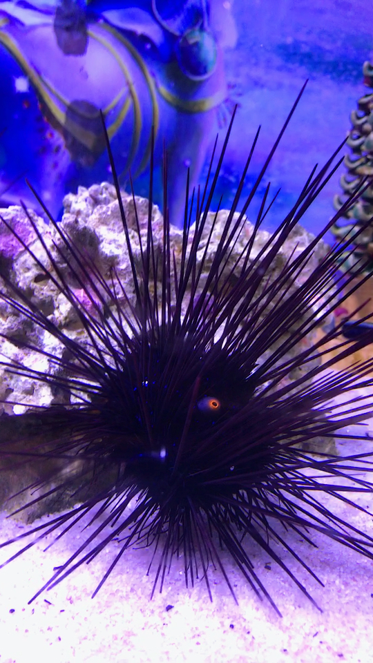 原来海胆的眼睛这么漂亮