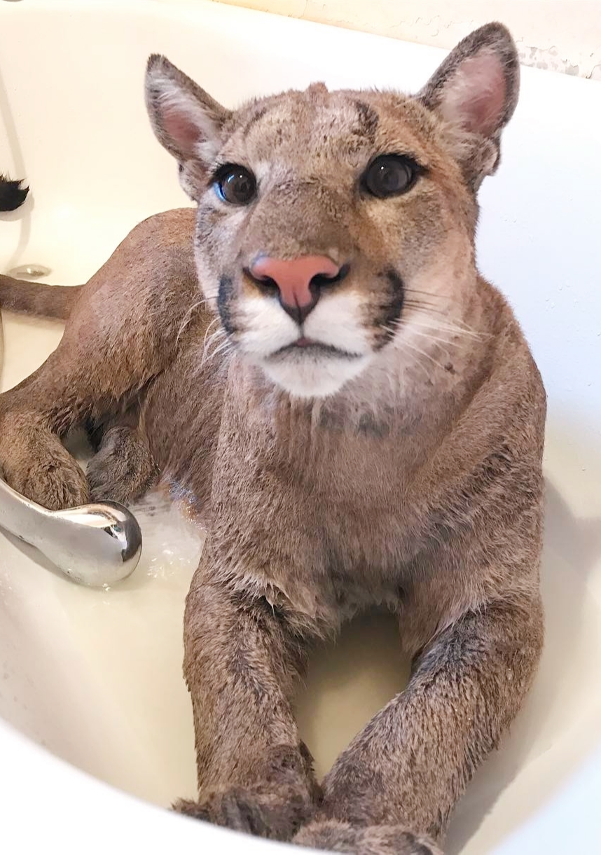 战斗民族给美洲狮洗澡,不怕它一口咬下去吗?