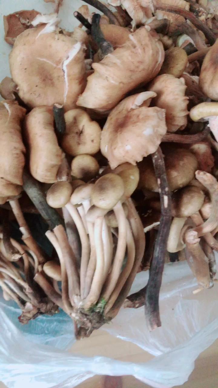 今天又可以吃野生菌啦