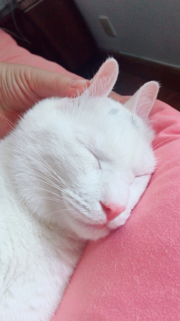 一只睡傻了的小兔几,萌萌哒@{uid:1502349662339070,nick:经%e