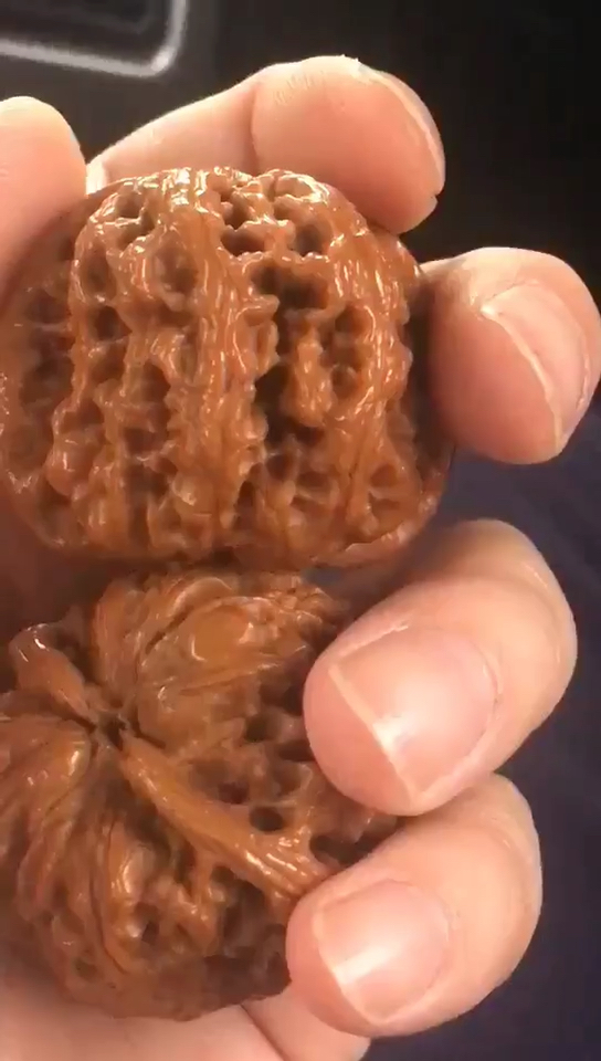 易县野生翻天印狮子头