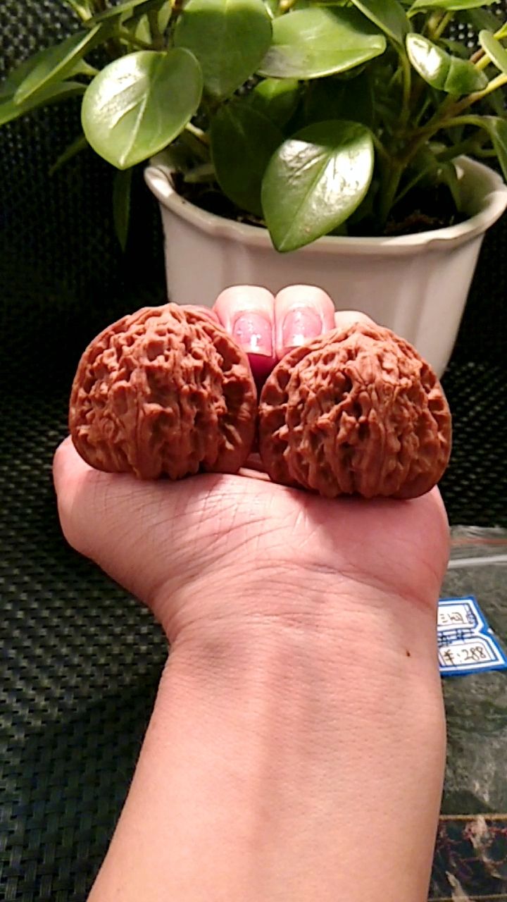 (5)闷尖白狮子头,尺寸42,肚大爆满,牛筋红.喜欢的加主页.