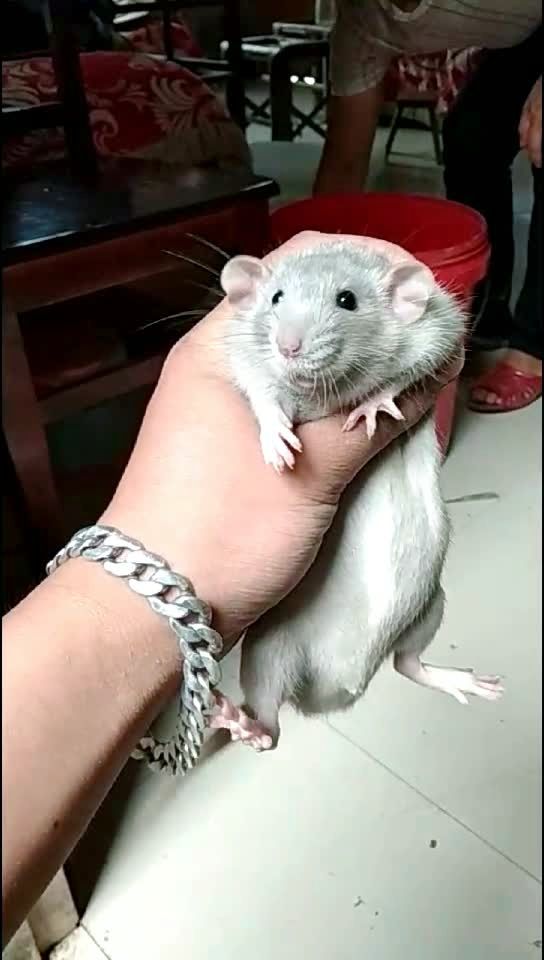 米色成年花枝鼠