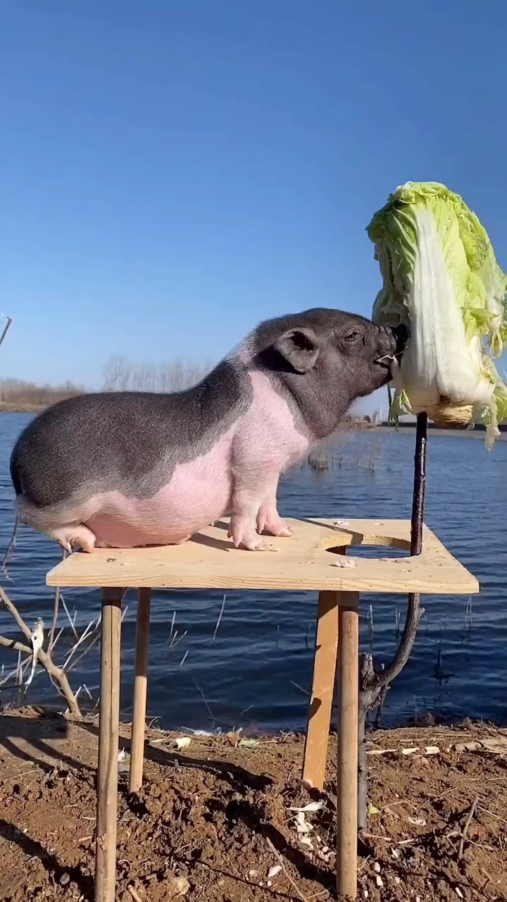 ȳȳ