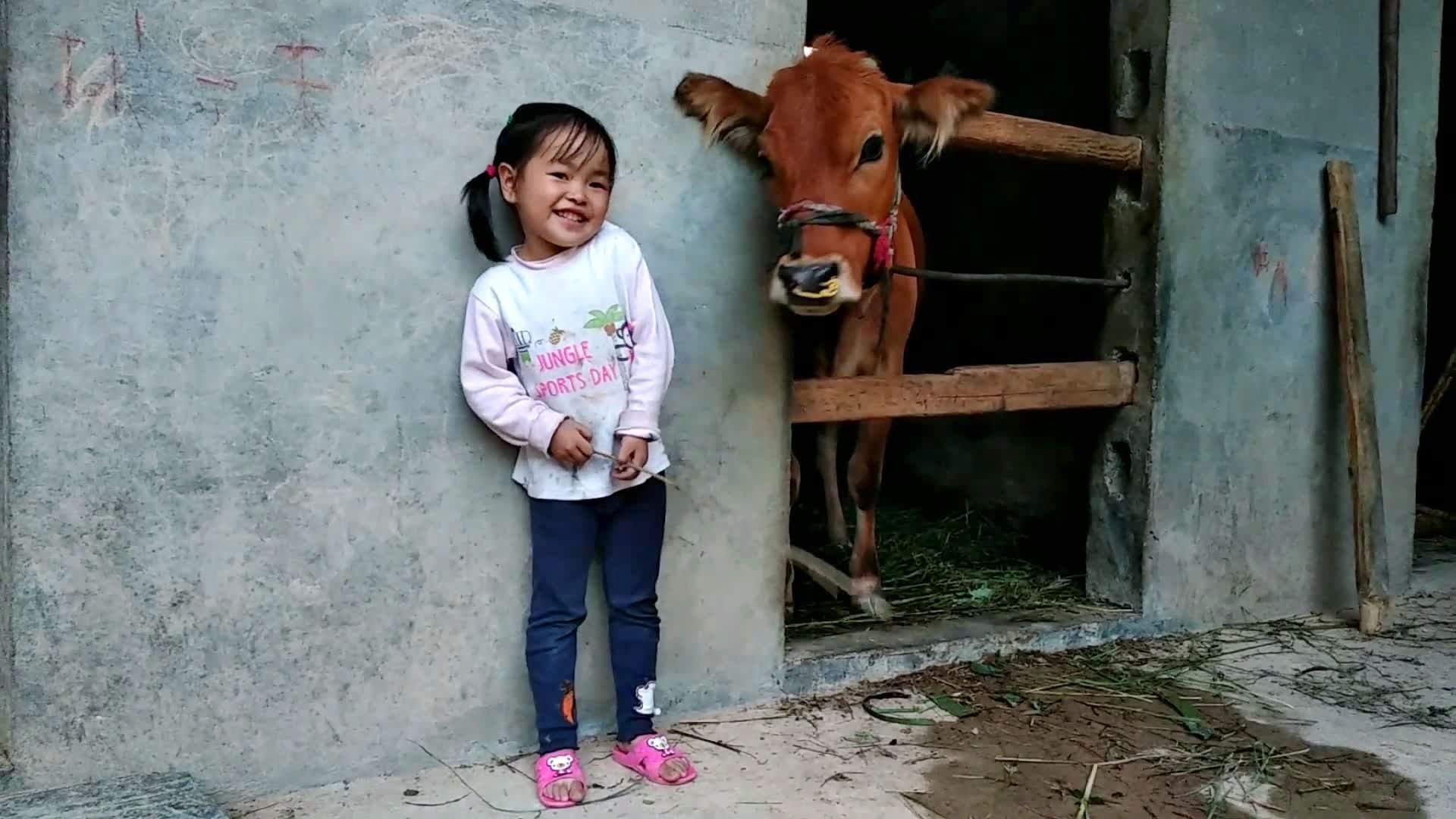 放牛的小女孩图片