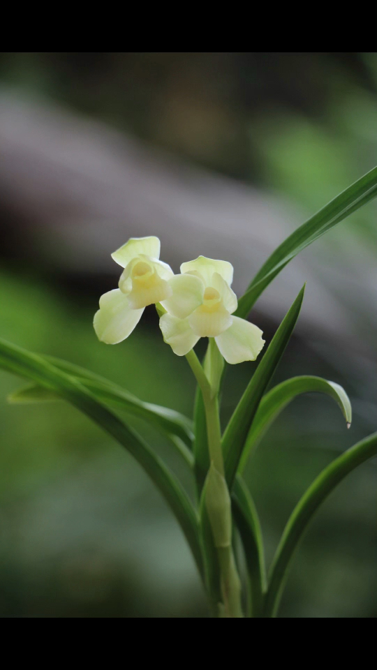 建兰白素荷瓣:清流荷. 喜欢的兰友关注我哟!