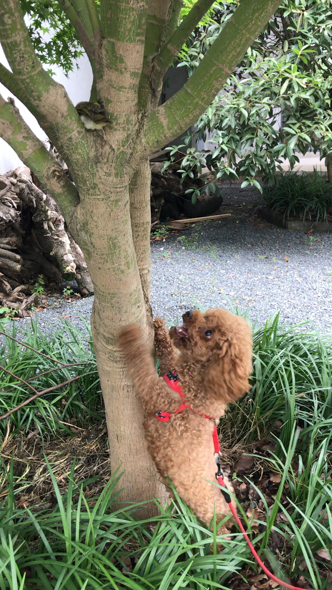 狗狗要爬树