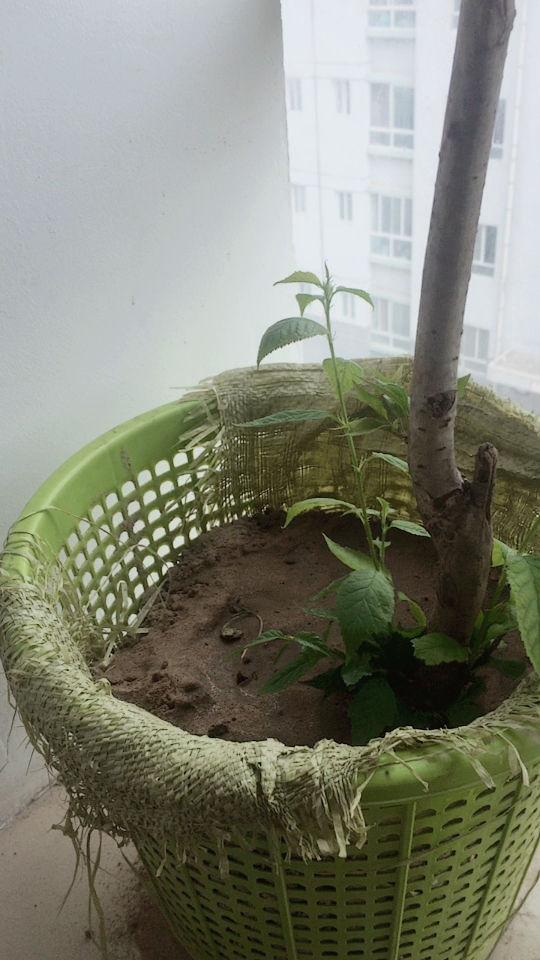 很奇怪,我的进口意大利黑珍珠车厘子,枝干为什么不发芽