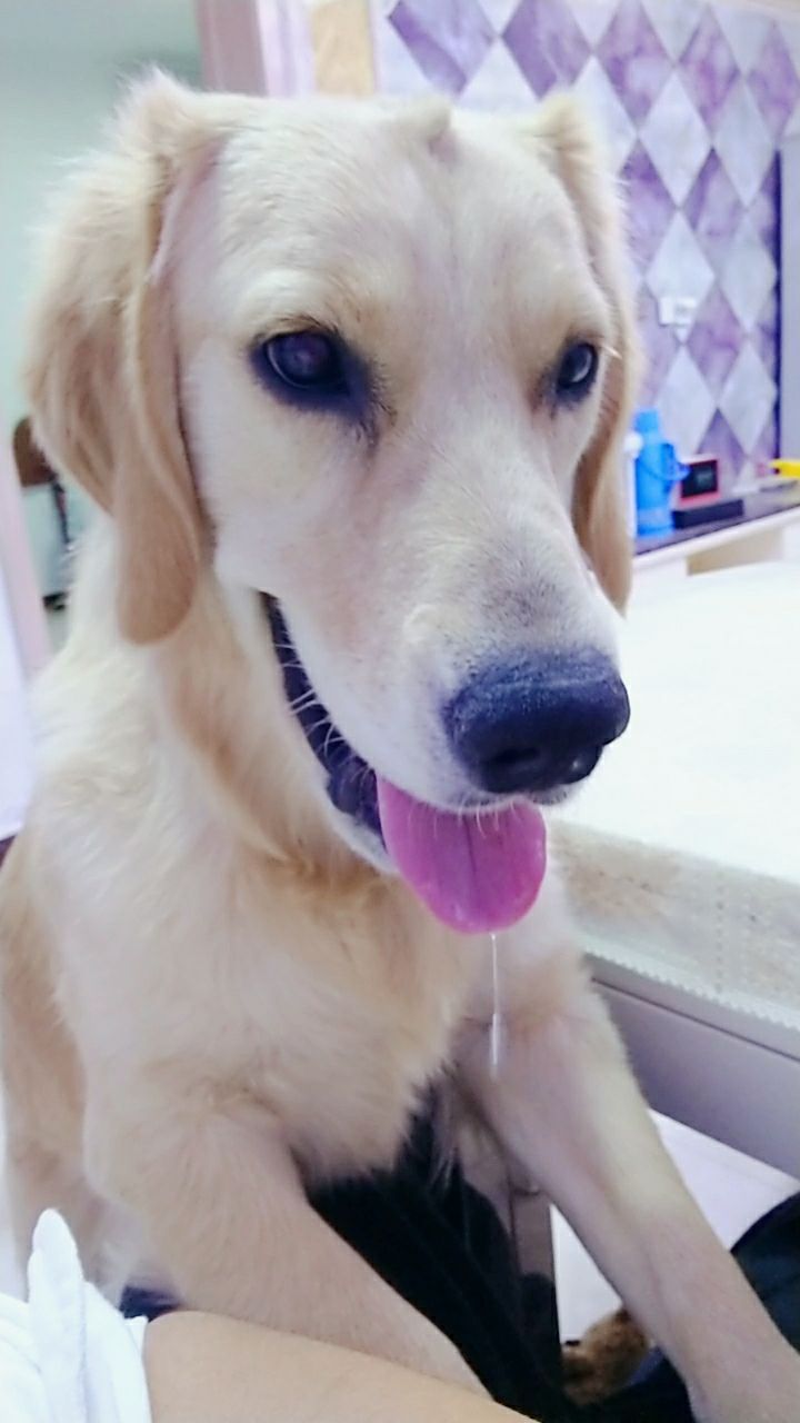 隔壁的小狗馋得都流口水喽