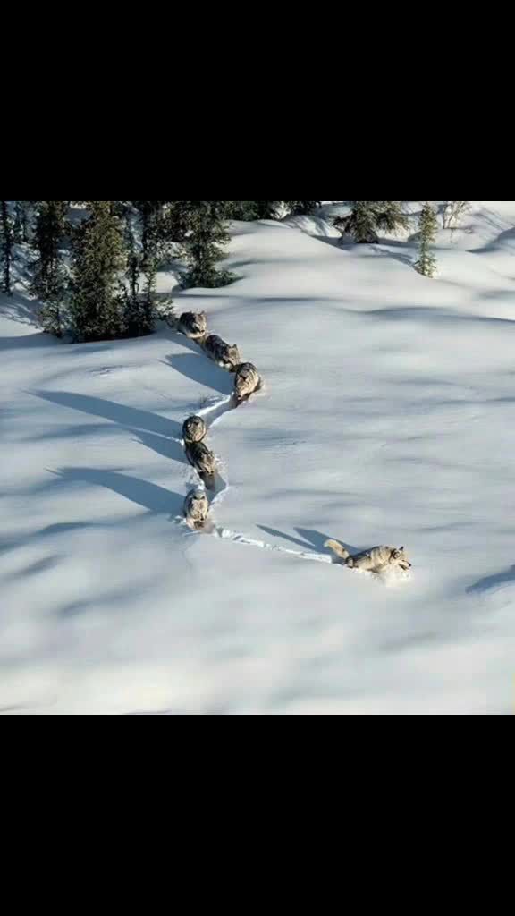 请尊重你的老大…… 头狼挖出了一条走出去的路,可能不一定是最顺直的