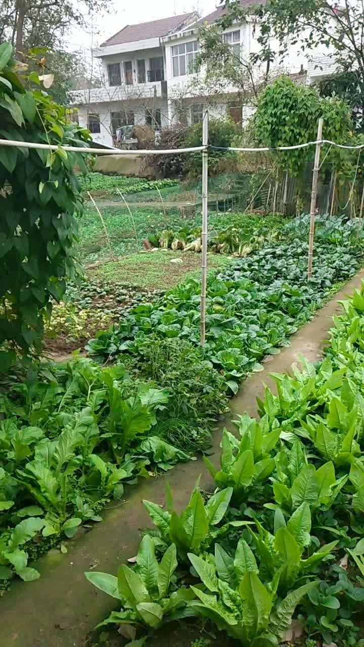 大妈家的小菜园!😁