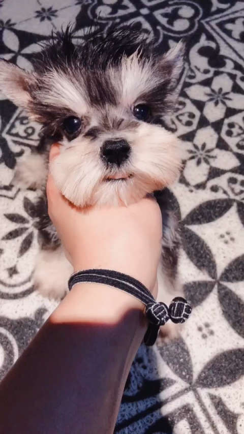 茶杯雪纳瑞,完美演绎95