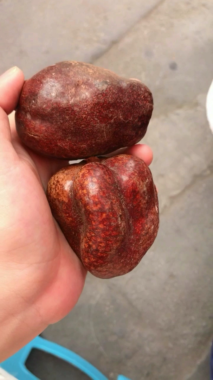 林子大了啥果都有!看看这神奇的佛心菩提果!