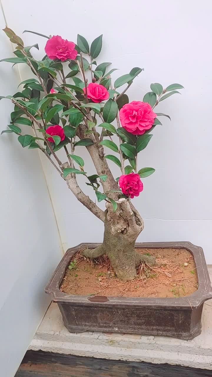 满头花苞的茶花盆景老桩