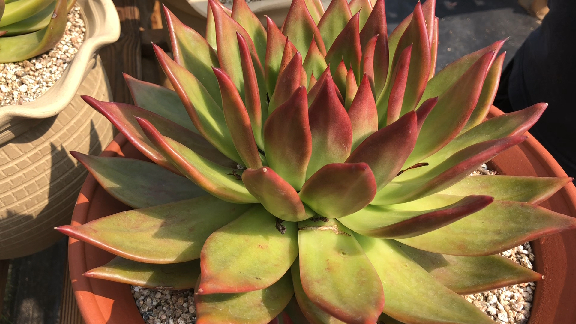 多肉# 超大弗兰克带侧芽 秋天全红系列 展幅约26cm 36892